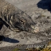dragon_komodo_hsb_rinca_h_0654_kom2423.jpg